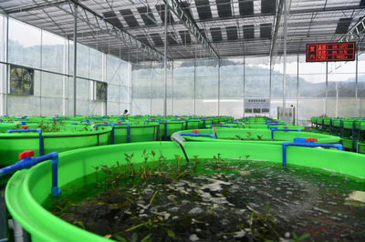 小龍蝦住進智能化工廠 大竹縣&ldquo;稻蝦共養&rdquo;畝均效益近萬元