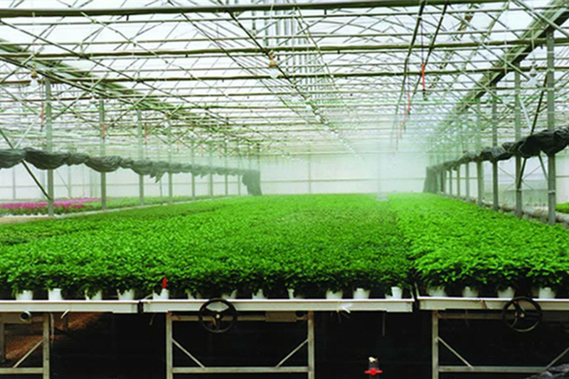 苗床_溫室-大棚-濰坊百斯農(nóng)業(yè)科技服務