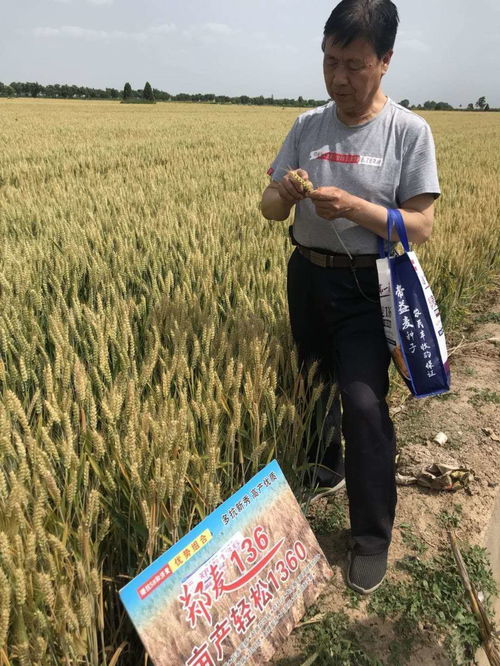 楊凌國瑞農(nóng)業(yè)科技公司繁育的小麥良種喜獲豐收
