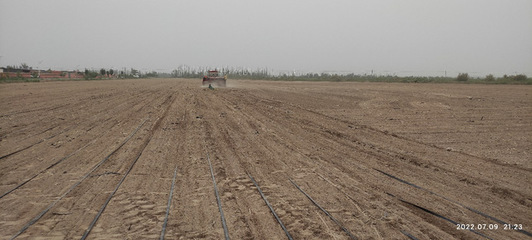 &ldquo;綠洲農(nóng)業(yè)生態(tài)與環(huán)境&rdquo;團隊赴第三師開展鹽堿地飼料油菜栽培科技服務(wù)