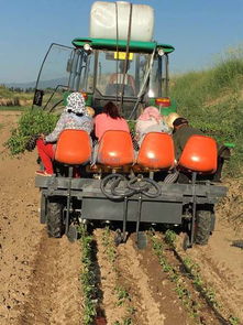 甘肅藥材移栽機批發(fā) 山東品牌好的移栽機供應(yīng) 青州英志農(nóng)業(yè)科技