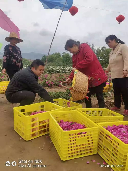 助力脫貧攻堅 團團大集開集啦