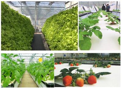 植物空間城幸福百姓安居樂業(yè) 新農業(yè)變革生活