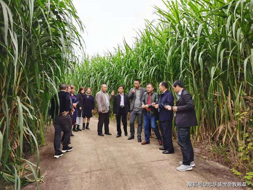 鄉(xiāng)村振興,要關注 人畜爭糧 的矛盾