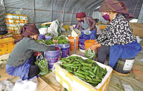 讓鄉(xiāng)村產業(yè)搭上電商快車