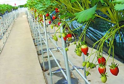 中日荷三國(guó)&ldquo;植物工廠&rdquo;的最新發(fā)展案例一覽