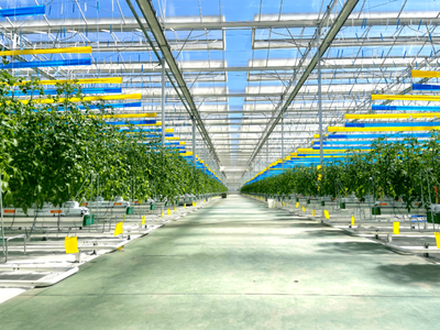 彌渡櫻桃番茄正當(dāng)紅:數(shù)字植物工廠開辟農(nóng)業(yè)新賽道