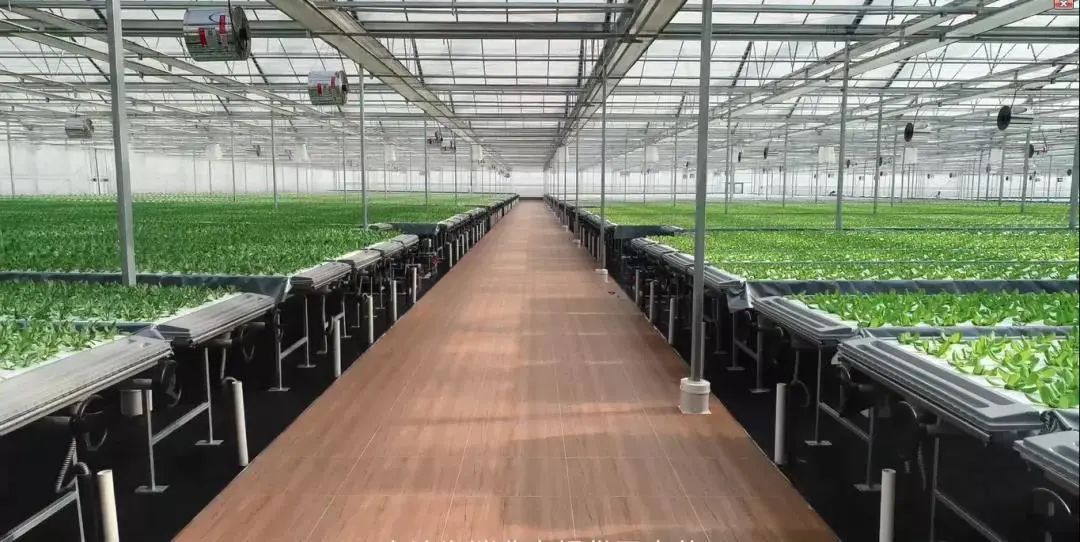 寶貝出村&mdash;&mdash;"城市之光"植物夢工廠高科技農(nóng)業(yè)公益研學(xué)活動(dòng).